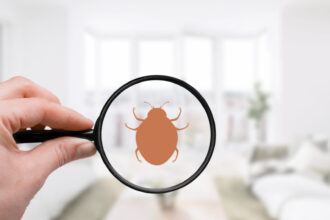 Punaises de lit et literie : comment garder un sommeil sain ?