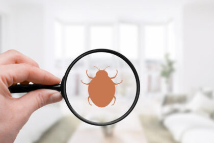 Punaises de lit et literie : comment garder un sommeil sain ?